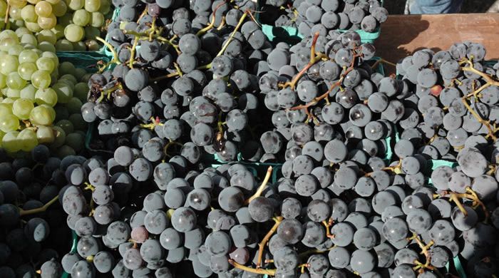 Grapes